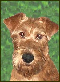 TERRIER IRLANDEZ